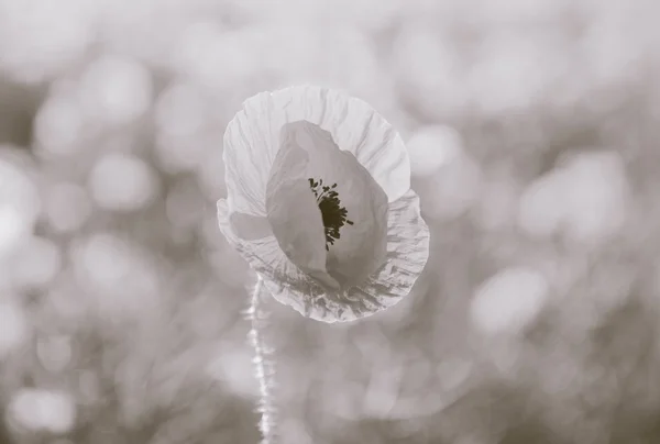 Poppy flower in field — Stock Photo, Image