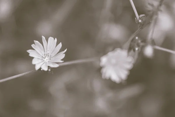チコリ (キコリウムの変種を開花) — ストック写真