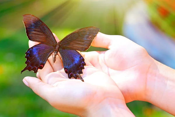 Hermosa mariposa sentada en la mano — Foto de Stock