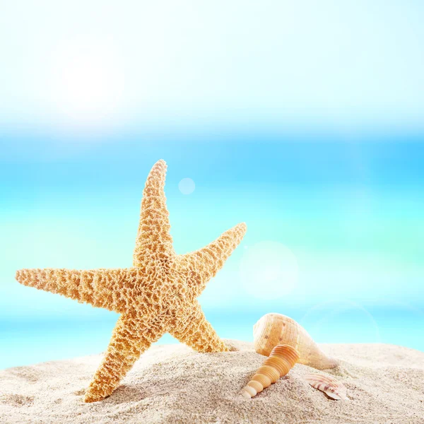 Sjöstjärnor och skal på sand — Stockfoto