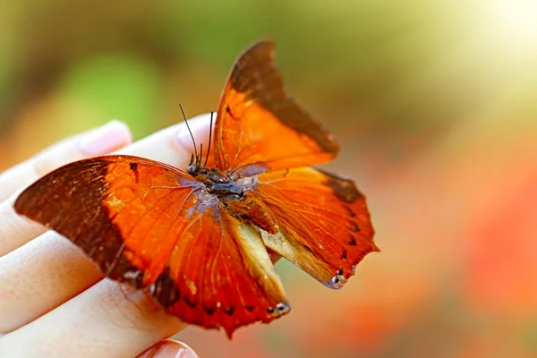 Piękny motyl siedzi pod ręką — Zdjęcie stockowe