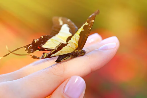 Beautiful butterfly sitting on hand — Stock Photo, Image