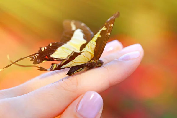 Schöner Schmetterling sitzt auf der Hand — Stockfoto
