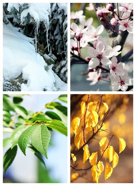 Árboles en diferentes épocas del año — Foto de Stock