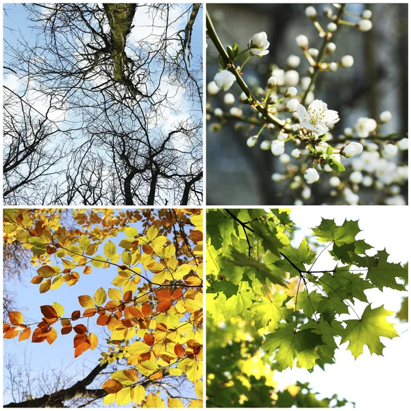 Alberi in diversi periodi dell'anno — Foto Stock