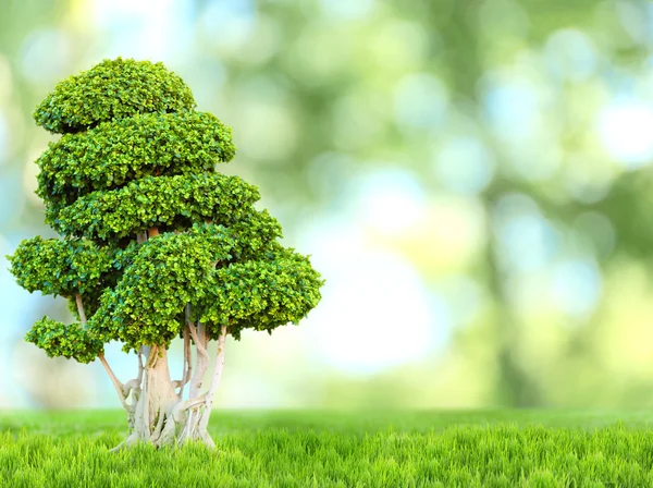 Bonsai drzewo natura — Zdjęcie stockowe