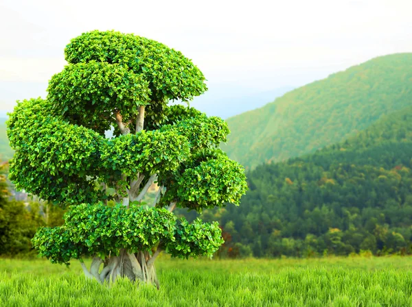 자연에 bonsai 나무 — 스톡 사진