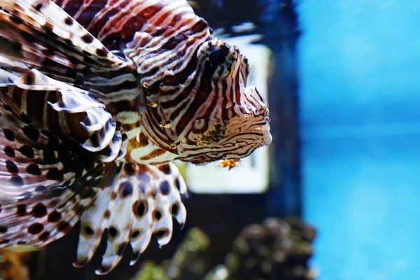 水族馆里的异型鱼 — 图库照片