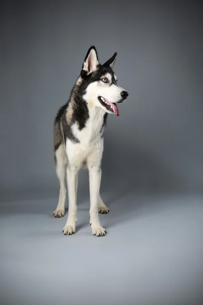 Husky op grijze achtergrond — Stockfoto