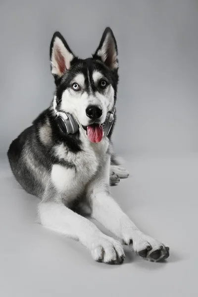 Young Husky hoofdtelefoon — Stockfoto