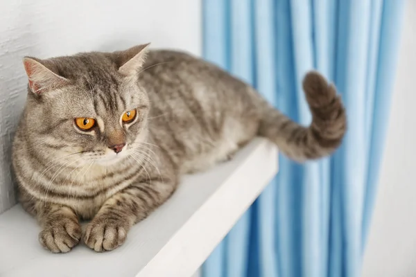 Grå katt på nära håll — Stockfoto