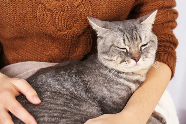 Kadın holding güzel Gri kedi — Stok fotoğraf
