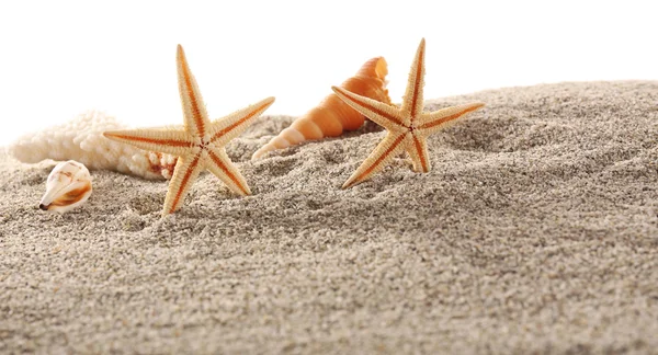 Sea stars and shells — Stock Photo, Image