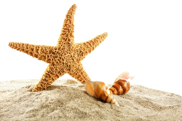 Sea star en schelpen op zand — Stockfoto