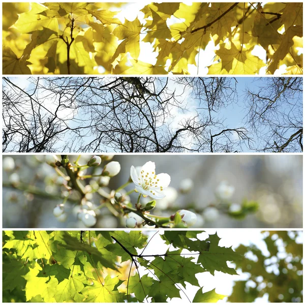 Trees at different time of the year Stock Picture