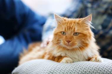 kabarık kırmızı kedi