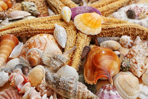 Sea shell achtergrond — Stockfoto