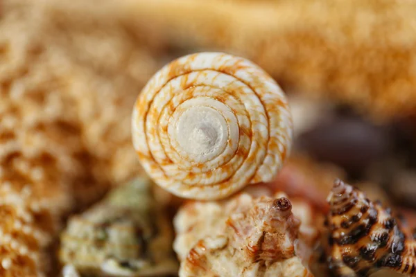 Sea star en zeeschelp — Stockfoto