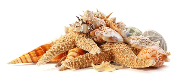 Conchas marinas y decoración de coral — Foto de Stock