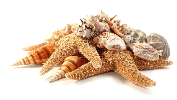 Beautiful seashells close up — Stock Photo, Image