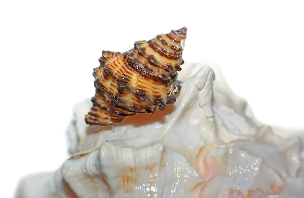 Mořské mušle closeup — Stock fotografie