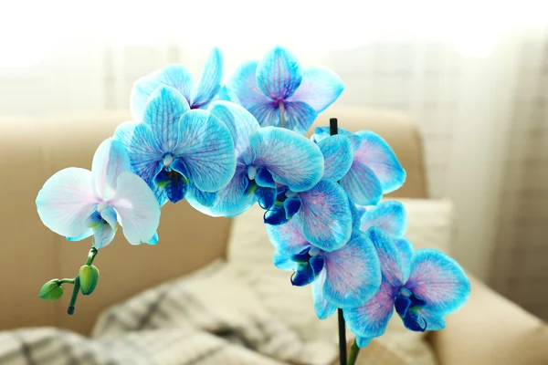 Flores de orquídea azul no interior — Fotografia de Stock