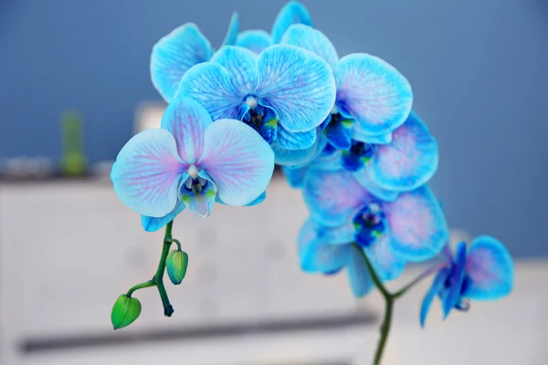 Ramo florescente de orquídea azul — Fotografia de Stock