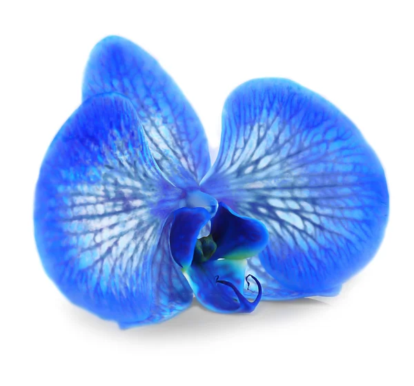 Belles fleurs d'orchidée bleue — Photo