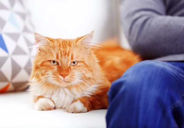 蓬松的红猫在沙发上的男人 — 图库照片