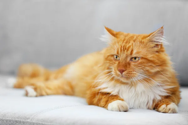 蓬松的红猫 — 图库照片