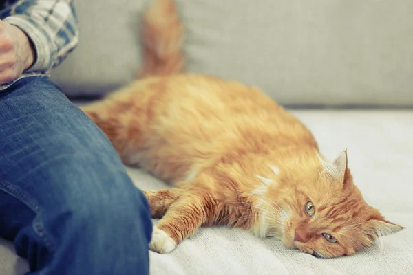 Homem com gato rad fofo — Fotografia de Stock