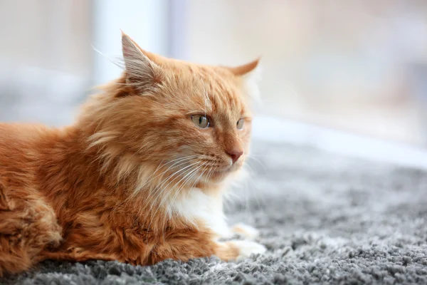 Kabarık kırmızı kedi — Stok fotoğraf