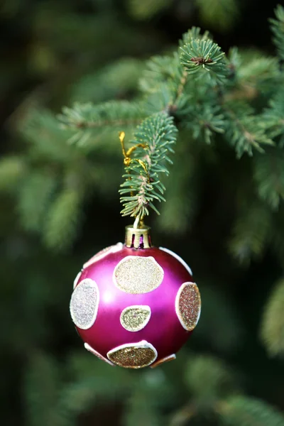 Christmas ball hanging on branch — Stock Photo, Image