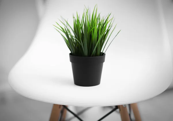 Pianta verde su sedia bianca — Foto Stock