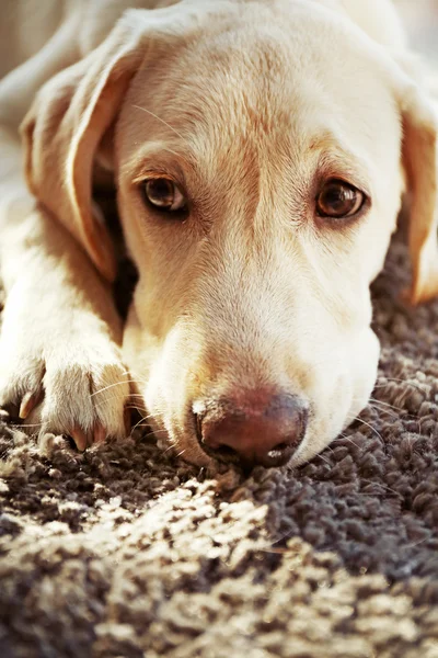 Triste cabeça de cão Labrador — Fotografia de Stock