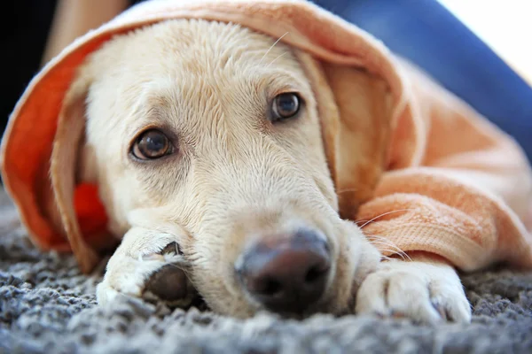 Chien Labrador humide en serviette — Photo