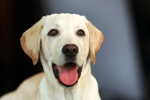 Kutya Labrador fejét a nyitott szájjal — Stock Fotó