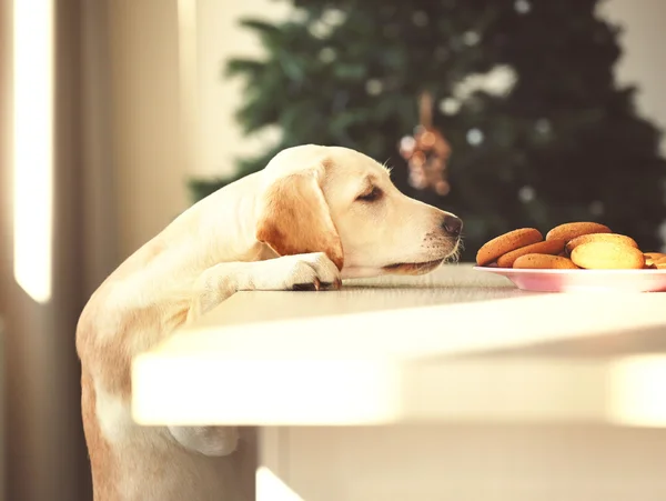 Cute Labrador hond en cookies — Stockfoto