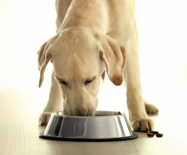 Labrador cão comendo alimentos — Fotografia de Stock