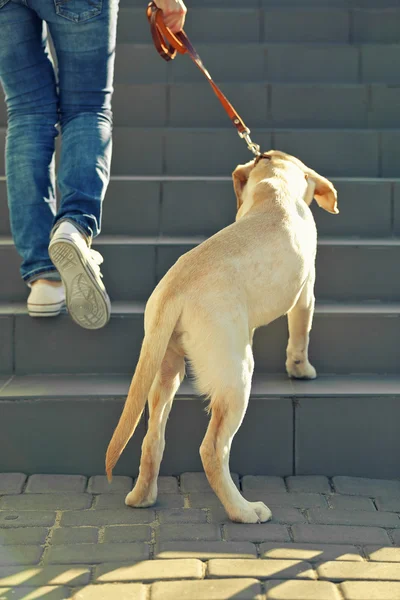 Labrador dog walking with human — Stock Photo, Image