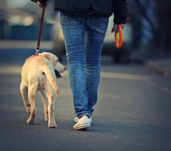 Owner and Labrador dog — Stock Photo, Image