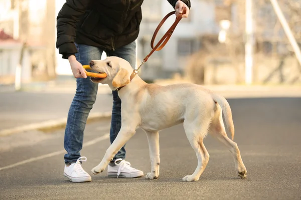 Właściciel i Labrador Pies — Zdjęcie stockowe