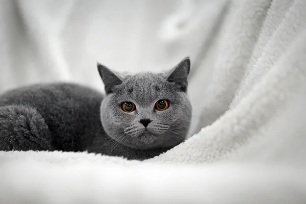 Chat couché sur un plaid chaud — Photo