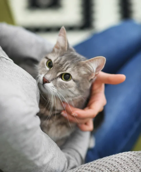 Kvinna anläggning katt på hennes händer — Stockfoto