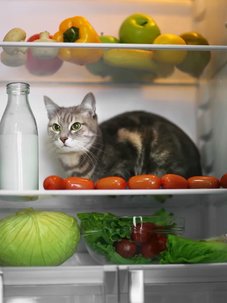 Кот сидит в холодильнике — стоковое фото