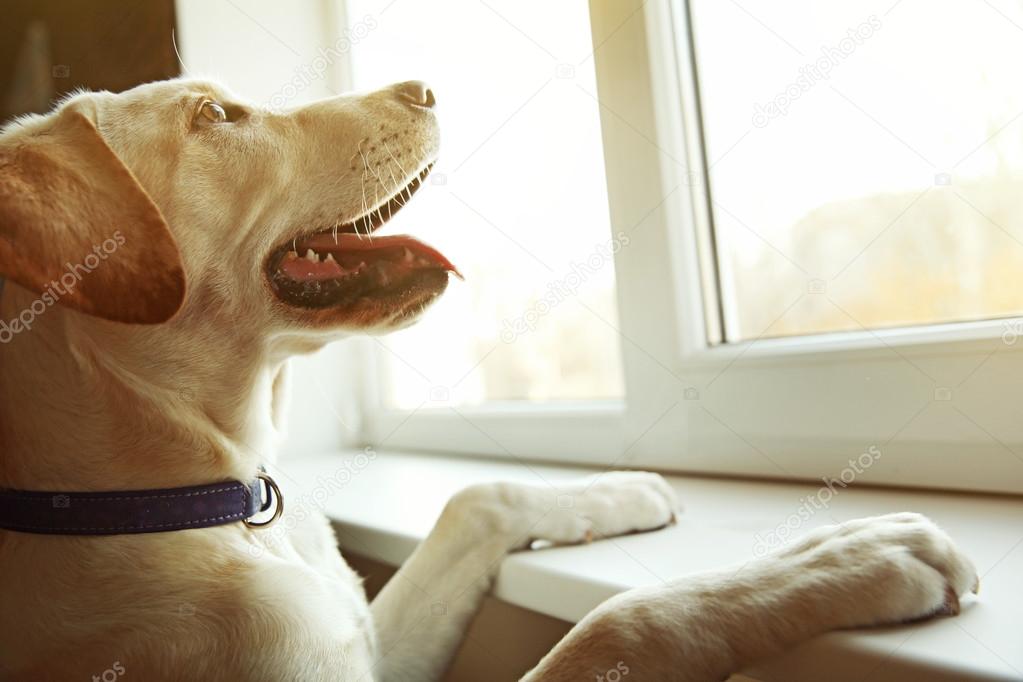 窓の外見てかわいいラブラドール犬 ストック写真 C Belchonock 窓の外見てかわいいラブラドール犬 ストック写真 C Belchonock