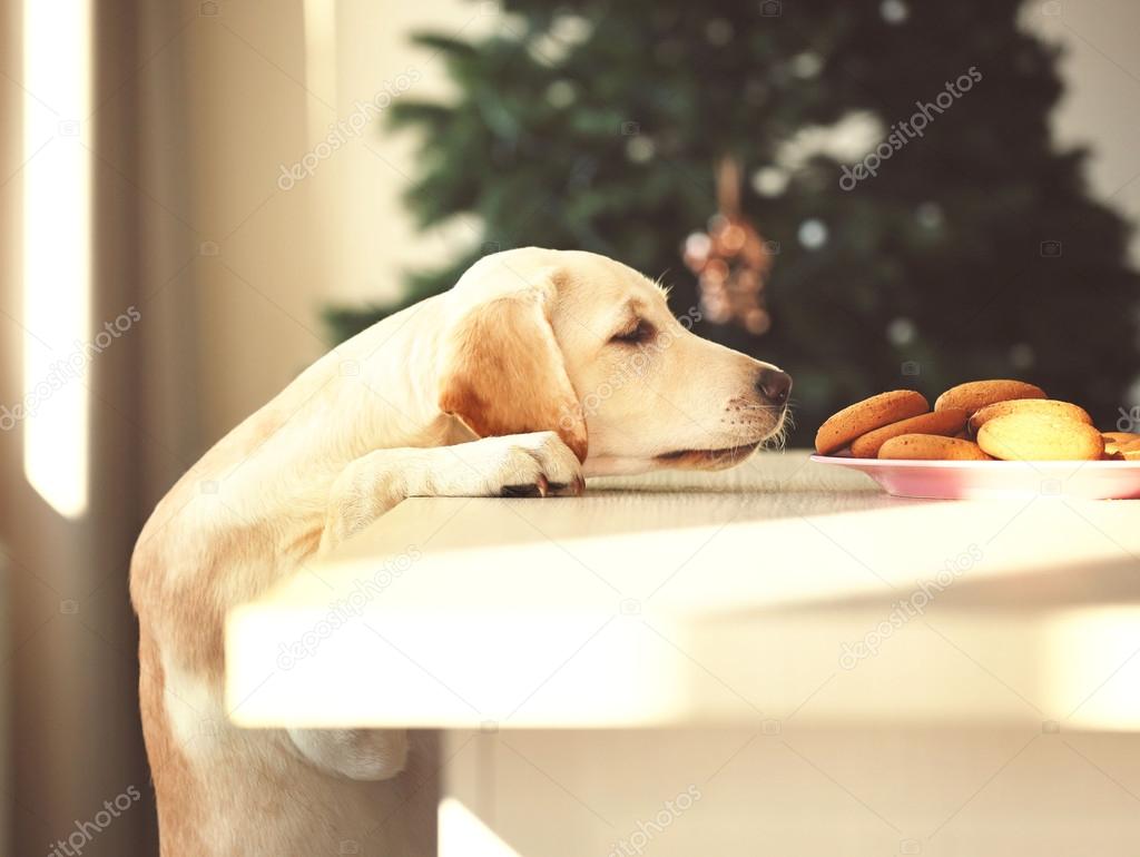 Cute Labrador dog and cookies