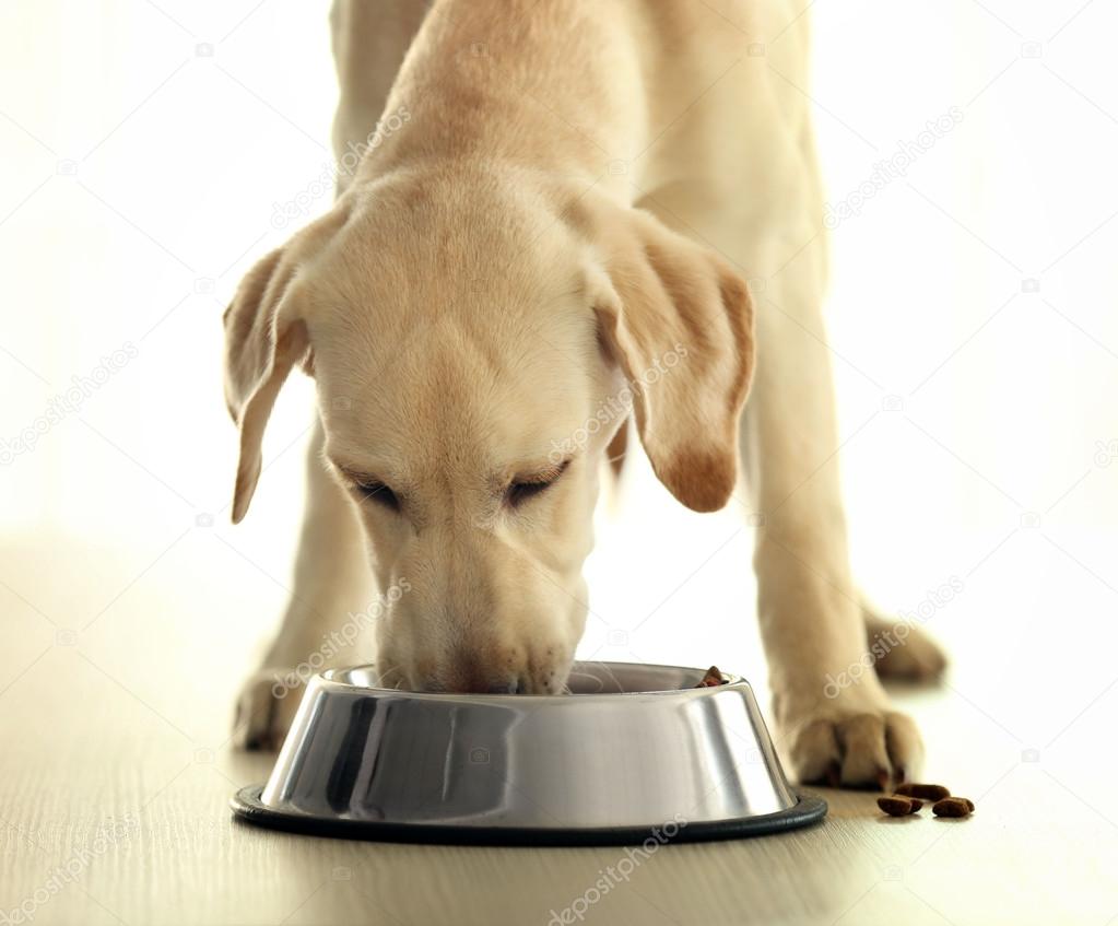 Labrador dog eating food