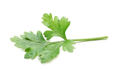 taze yeşil maydanoz