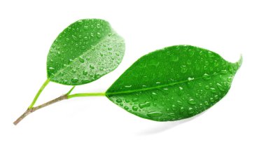 Su damlalı yeşil yapraklar